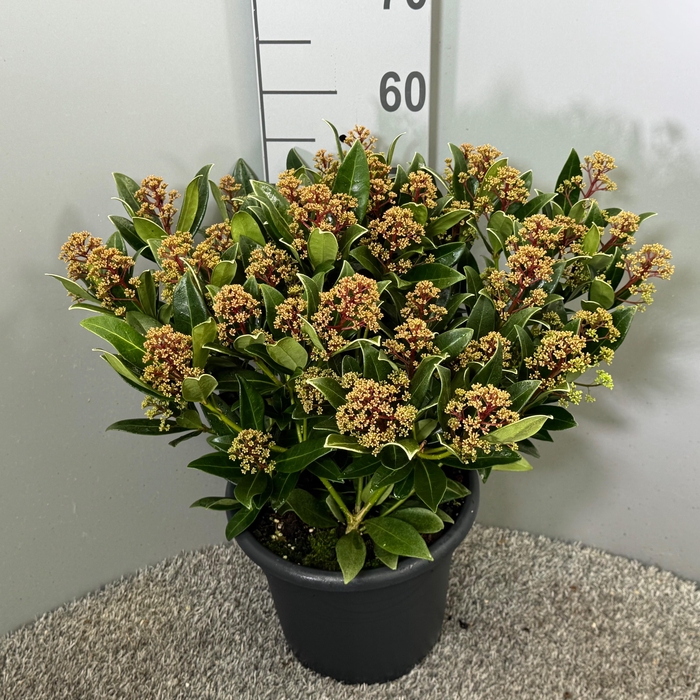 <h4>Skimmia japonica 'Rubesta Pink Giant'</h4>