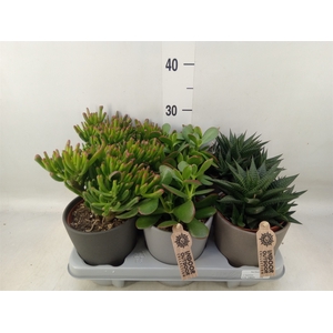 Succulents   ...