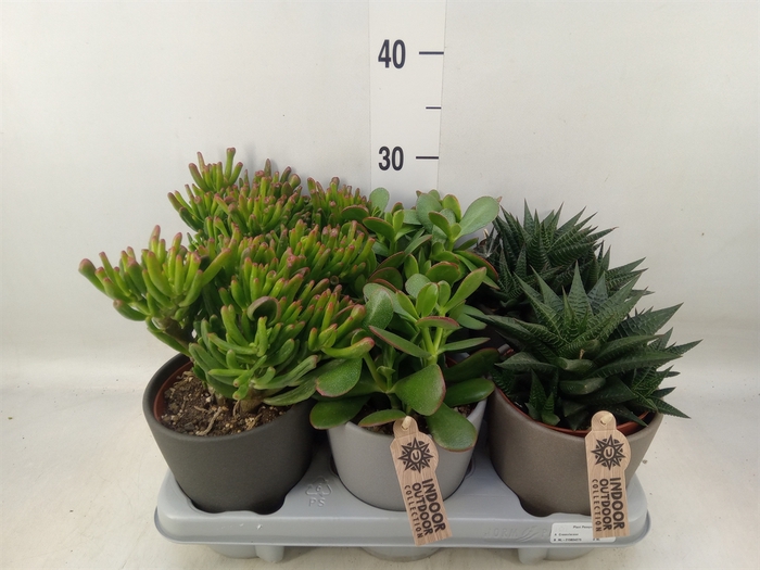 <h4>Succulents   ...</h4>