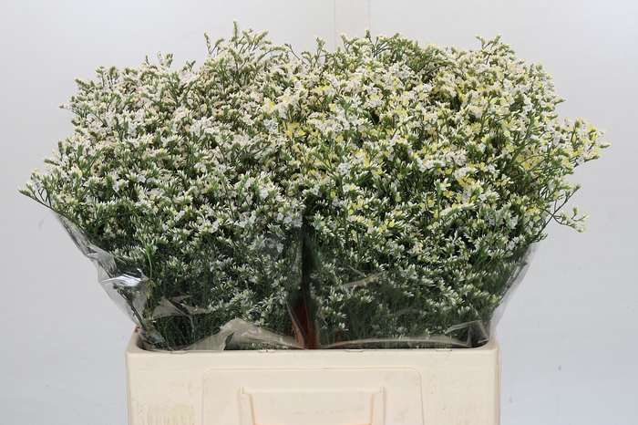 <h4>Limonium China White</h4>