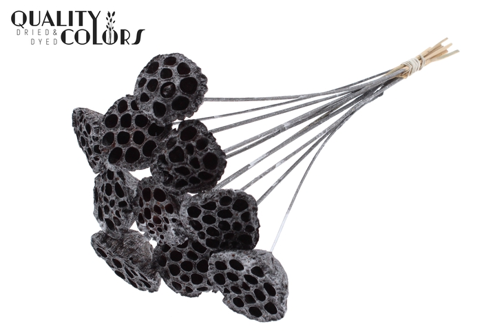 Lotus 5-7cm on stem Metallic Graphite