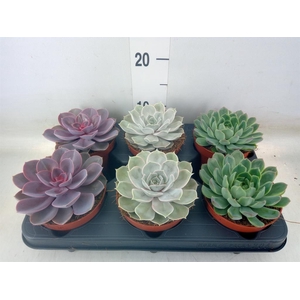 Echeveria   ...mix