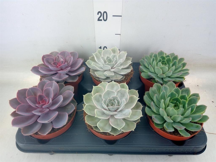 <h4>Echeveria   ...mix</h4>