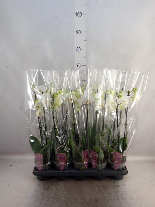 <h4>Phalaenopsis   ...white</h4>