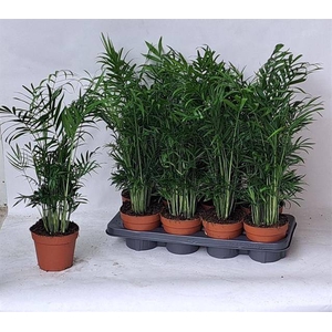 Chamaedorea elegans 14Ø 55cm