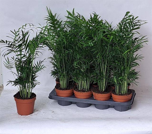 Chamaedorea elegans 14Ø 55cm