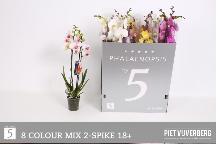 <h4>PHAL GEM 8 KL</h4>