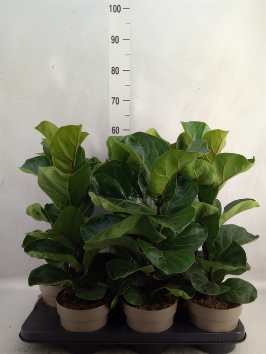 <h4>Ficus lyrata 'Bambino'</h4>