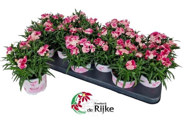 <h4>DIAN SPRINT PINK PRO</h4>