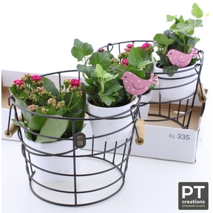 ARR TUINPLANTEN