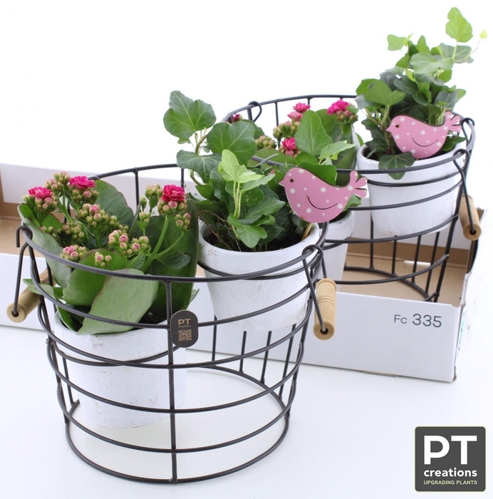 <h4>ARR TUINPLANTEN</h4>