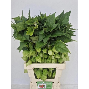 PHYSALIS LAMPION TAK