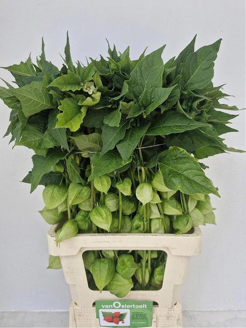 <h4>PHYSALIS LAMPION TAK</h4>