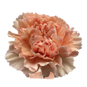 Di St Peachy Mambo Peach 75cm CO