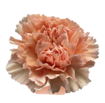 <h4>Di St Peachy Mambo Peach 75cm CO</h4>