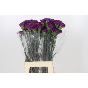 Dianthus St Cobalt Thrill