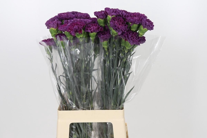 <h4>Dianthus St Cobalt Thrill</h4>
