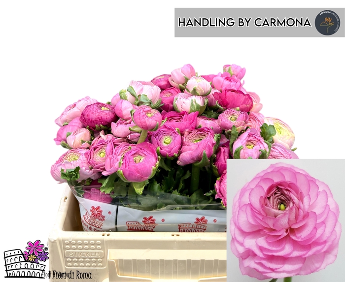 <h4>RAN EL DARK PINK</h4>