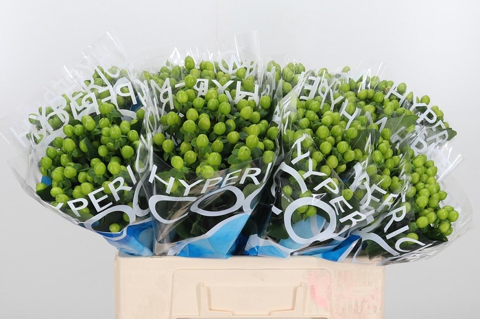 <h4>Hyp Coco Bamboo</h4>