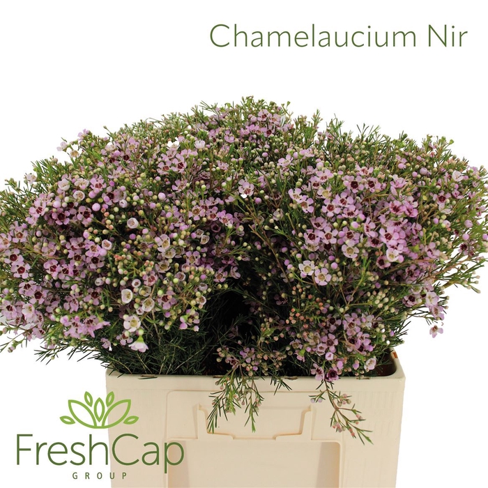 Chamelaucium Nir
