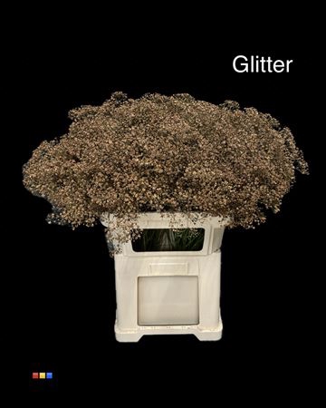 Gyps Million Star Brown + Glit Bio