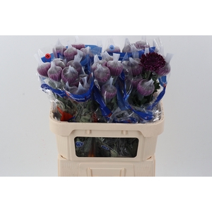 Chr G Gavira Purple