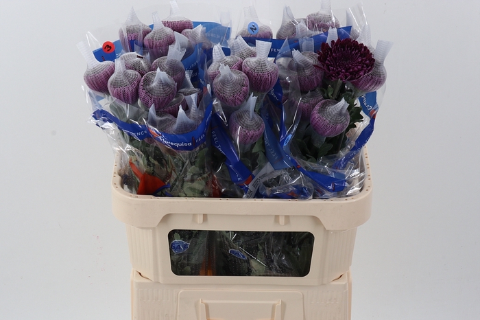 <h4>Chr G Gavira Purple</h4>