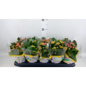 Kalanchoe blos.   ..rosebud mix  5