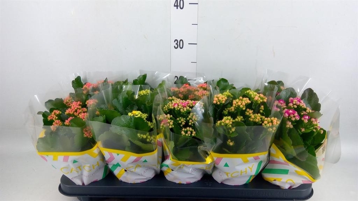 <h4>Kalanchoe blos.   ..rosebud mix  5</h4>