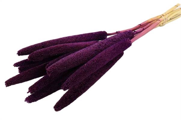 Bunch Babala 10pcs Slv L65