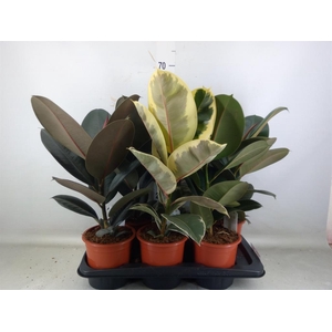 Ficus elastica   ...mix 3