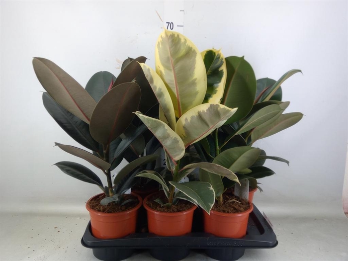 <h4>Ficus elastica   ...mix 3</h4>