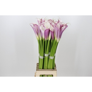 Zantedeschia Eydolls Purple White