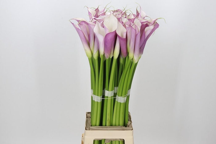 Zantedeschia Eydolls Purple White