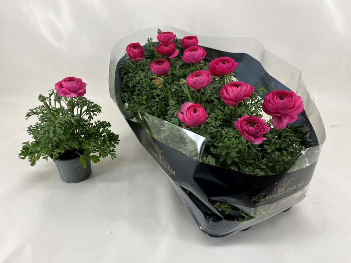 <h4>RANUN SPRINK PINK</h4>