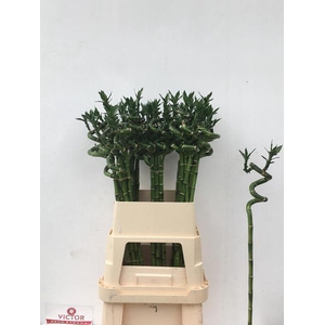 DRAC LUCKY BAMBOO