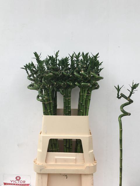DRAC LUCKY BAMBOO