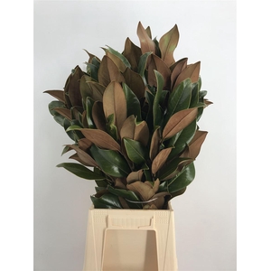 MAGNOLIA GRANDIFLORA