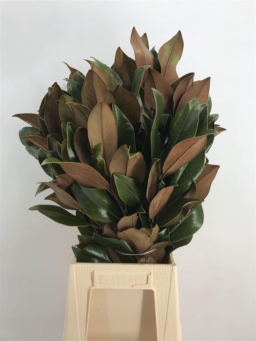 <h4>MAGNOLIA GRANDIFLORA</h4>