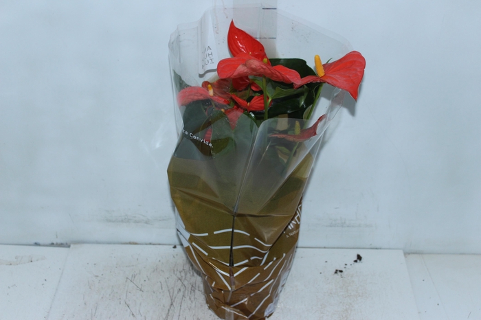 <h4>ANTHURIUM FLORIDA P17</h4>