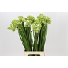 Ornithogalum Saundersiae