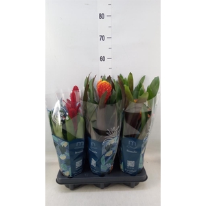 Bromelia   ...mix  6