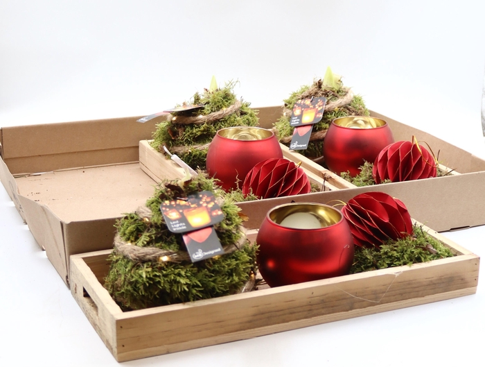 <h4>Arr Hippeastrum</h4>