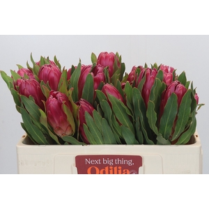 Protea Brenda