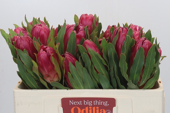 <h4>Protea Brenda</h4>