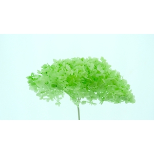 Dried Bleached Hydrangea Anna Jade Green