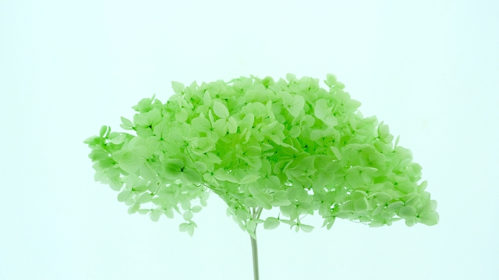 Dried Bleached Hydrangea Anna Jade Green