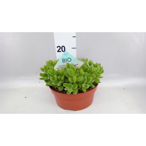 Cotyledon tome. ladys.
