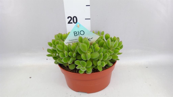 <h4>Cotyledon tome. ladys.</h4>
