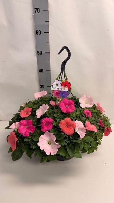 <h4>PET GEM IN POT</h4>